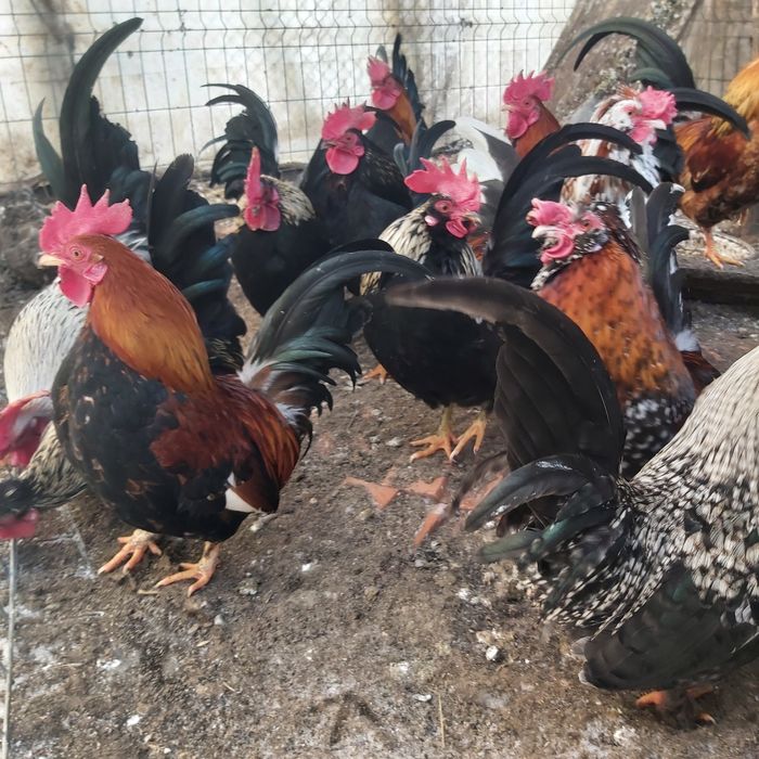 Găinușe și cocoșei pitici