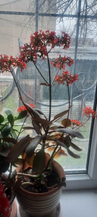 Продам комнатные растения