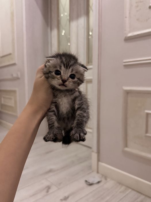 котята породистые