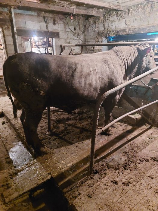 Продам    быка  .