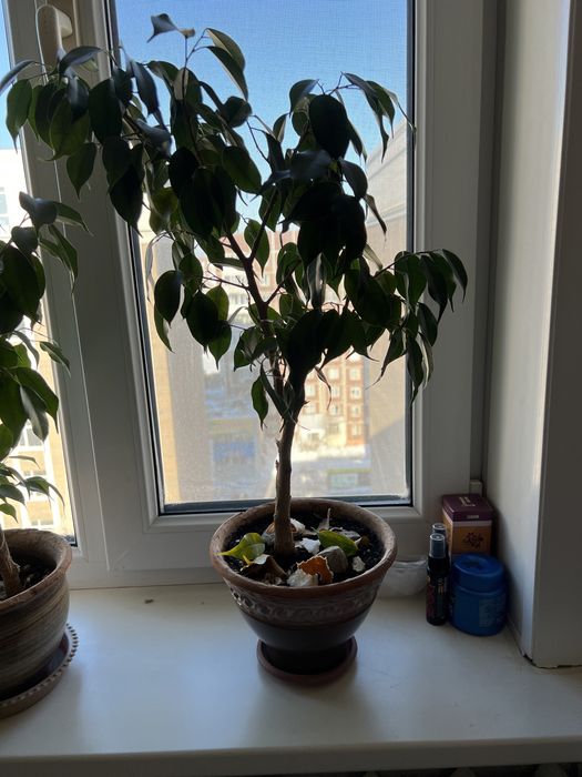 Фикус Бенджамина