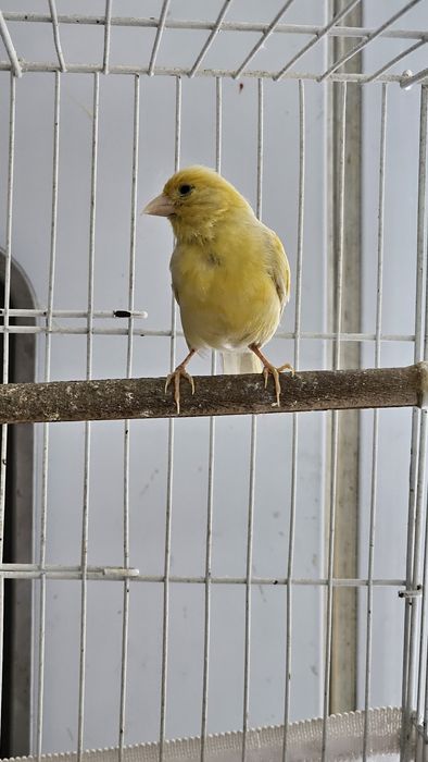 Продаётся самка канарейка