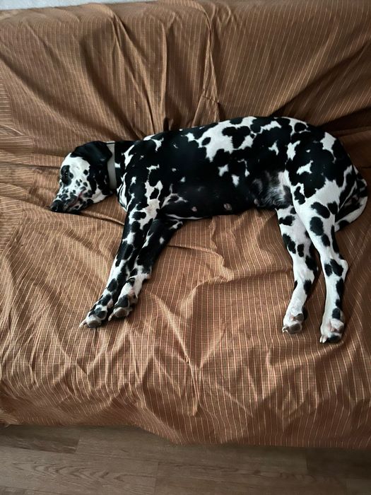 Отдам в хорошие руки