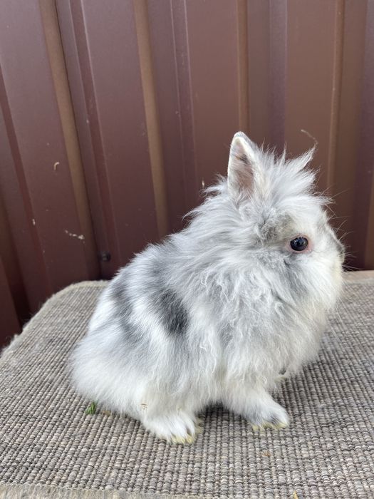 Iepuri cap de leu rohn