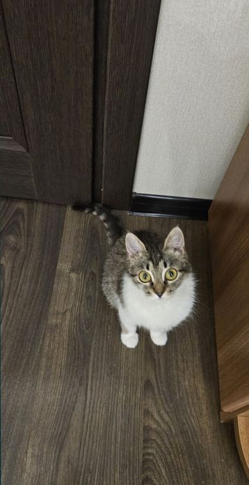 Котёнок 7 месяцев
