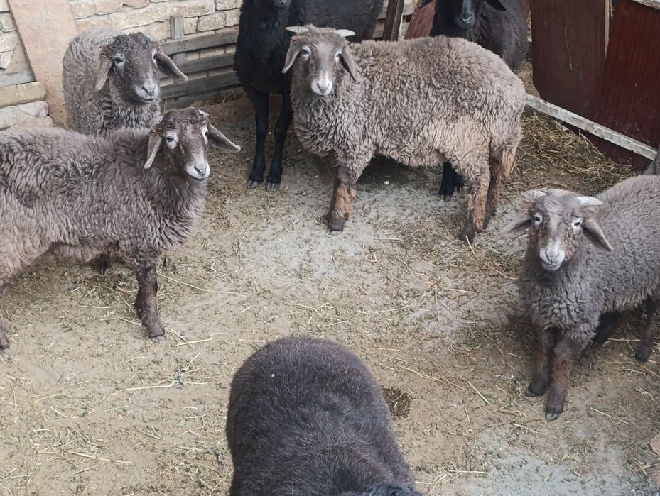 Тукличалар сотилади Барала