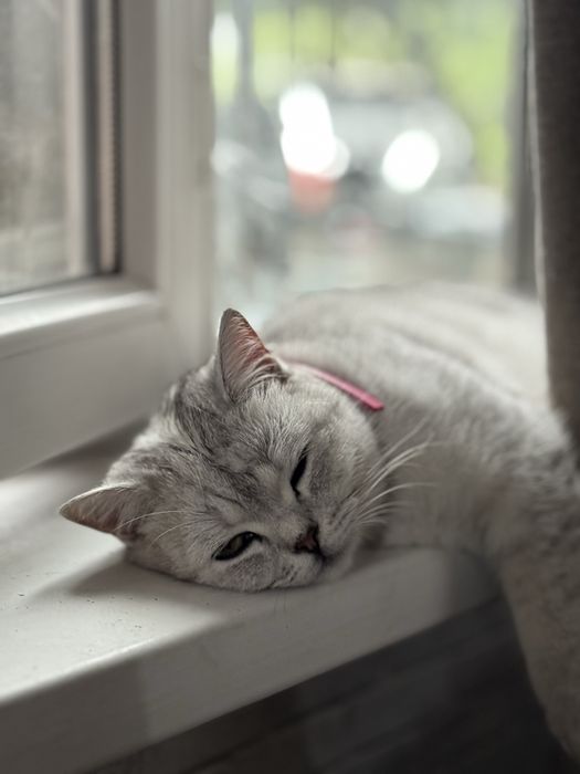 Шотландский прямоухий в хорошие руки