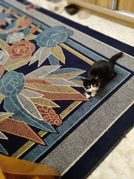 Котята  по 2 месяца. Отдадим в хорошие руки.