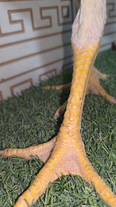 Nems o shamo jo'jala