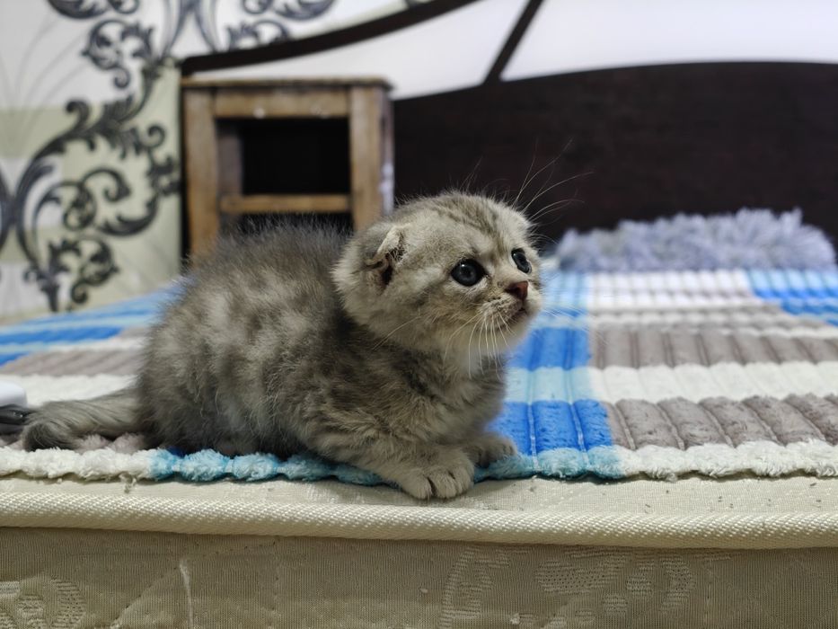 Пушистые комочки счастья