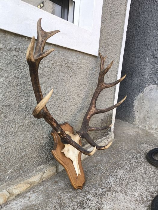 Трофей, рога от елен