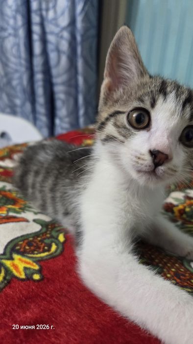 Mushuk insonga bepul (Felis catus)