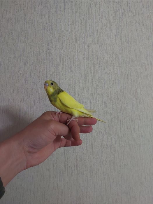 Ручные птенцы на продажу
