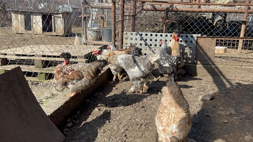 Cocosi si gaini motate, incaltate, gat golas