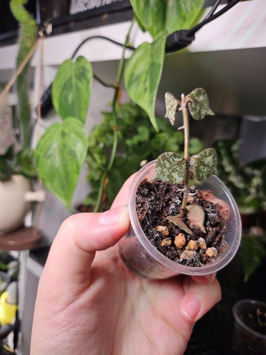 Продам хойю куртиси