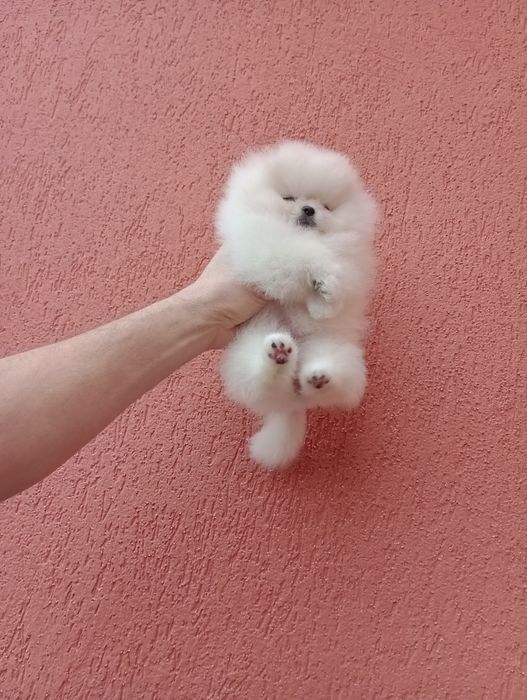 Миниатюрно момиче. Мини Померан. Реални снимки!!!
Померан. Реални