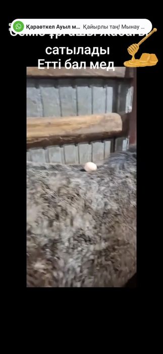 Сатамын ұрғашы жабағы