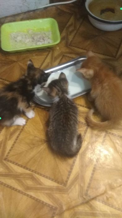 Котята даром петропавловск