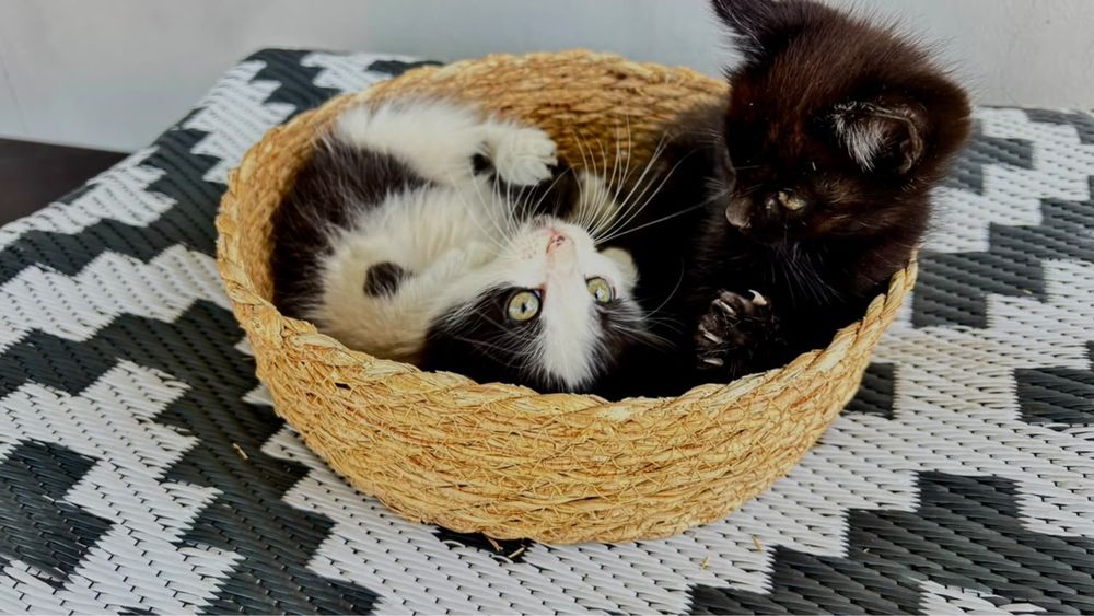 Отдам котят в добрые руки