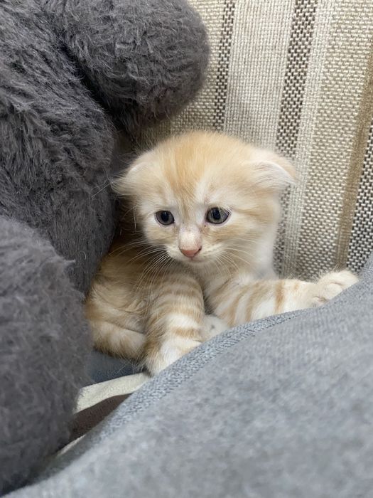 Вислоухий котенок