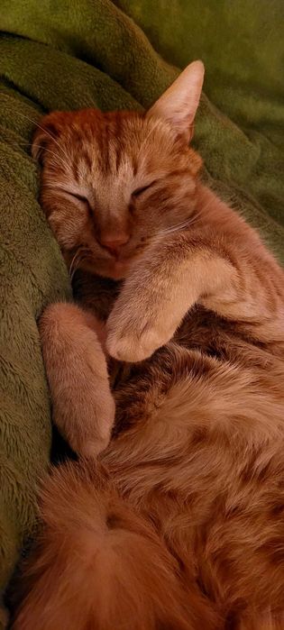 Cazare pisici purtatoare de covid felin fara simptome active