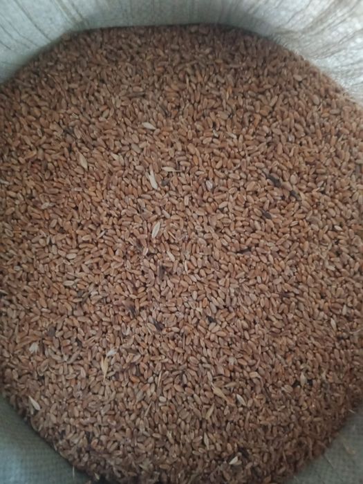 Продам пшиницу мешок 3.500