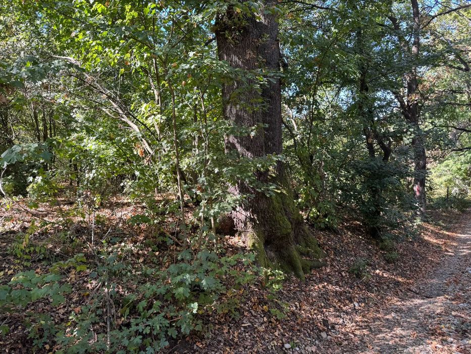 Teren intravilan înconjurat de pădure – Vârfurile, Prahova