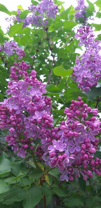 Букеты сирени от 5000тг