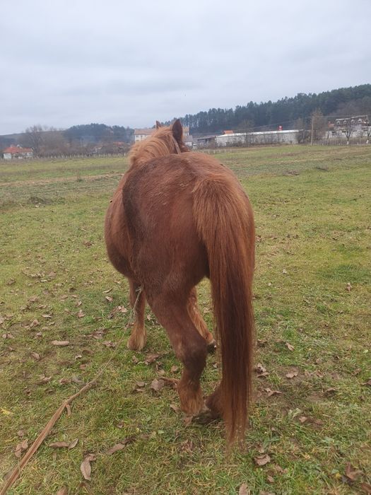 Iapa de vanzare mai batrana