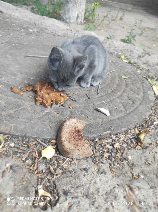 Котёнок в добрые руки