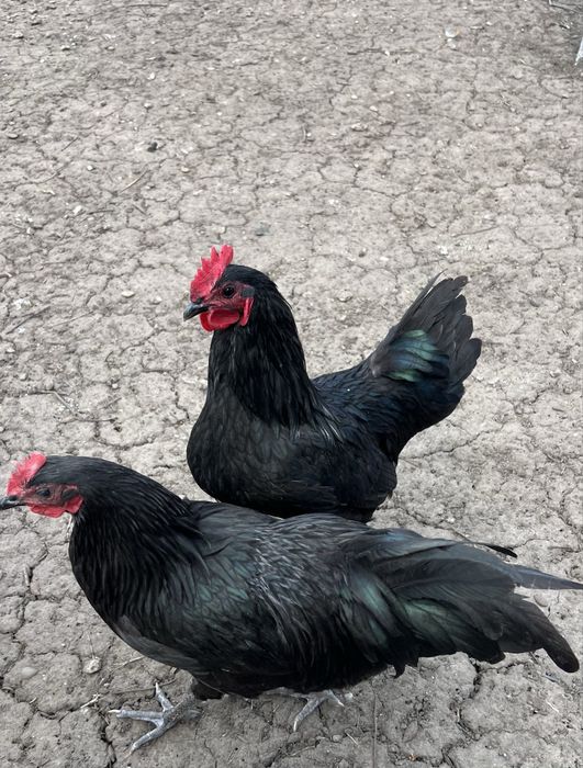 Cocoși Australorp Negru
