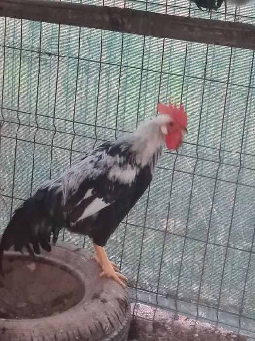 Cocosi tineri  italiene potarnichiu  perlat și argintiu