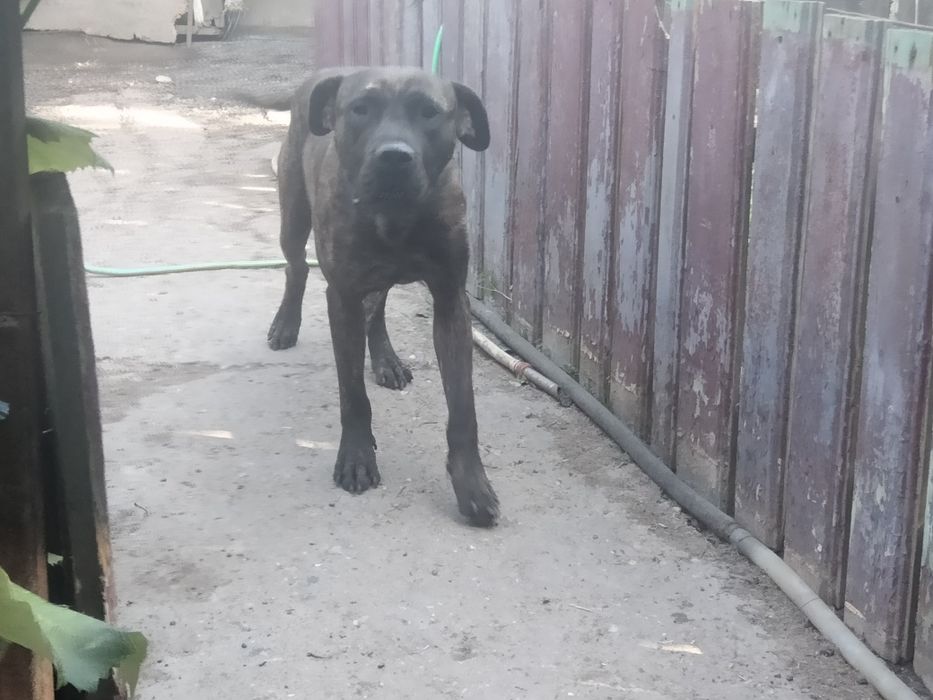 Vand Femela Presa Dogo Canario Tigrata Pedigree adulta Giurgiu