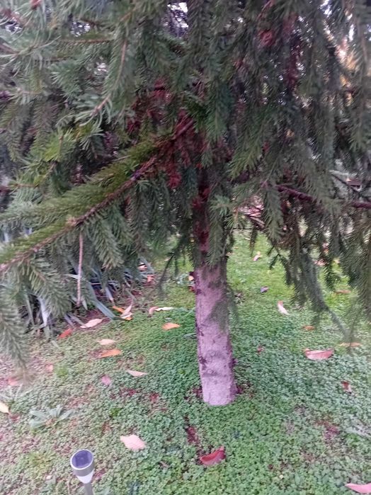 Brad Crăciun  5,50 m