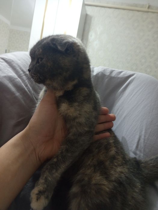 30000 порода  срочна