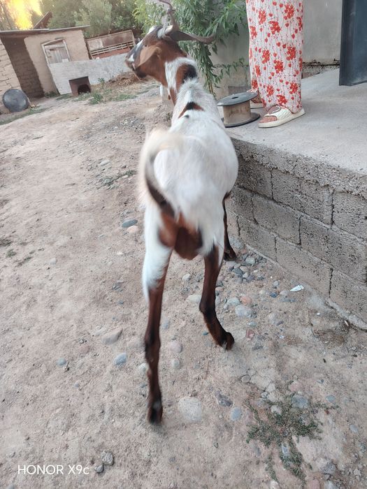 Taka echki zotdor taka