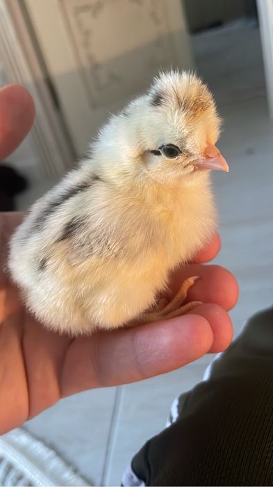 Цыплята разных пород