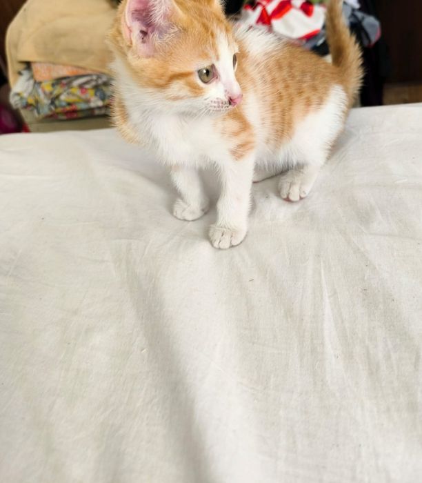Домашние котята в добрые руки.