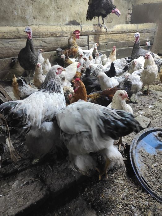 Үй тауықтарын сатам өздері басады