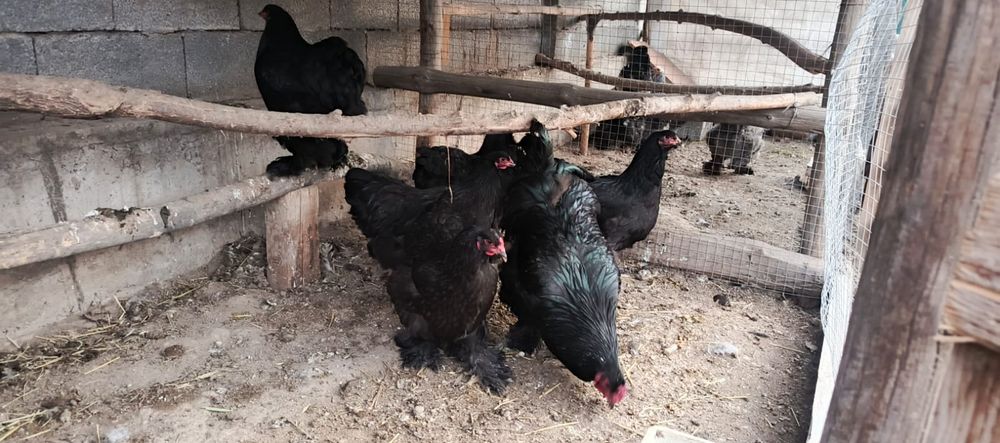 Продам  кур породы брама