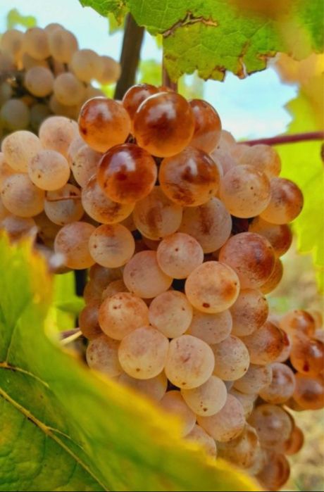 De vânzare struguri  de vin recolta 2026 Producator