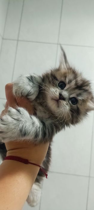 Котята Мейкунята