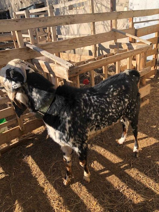 Теке битал 3 жасар