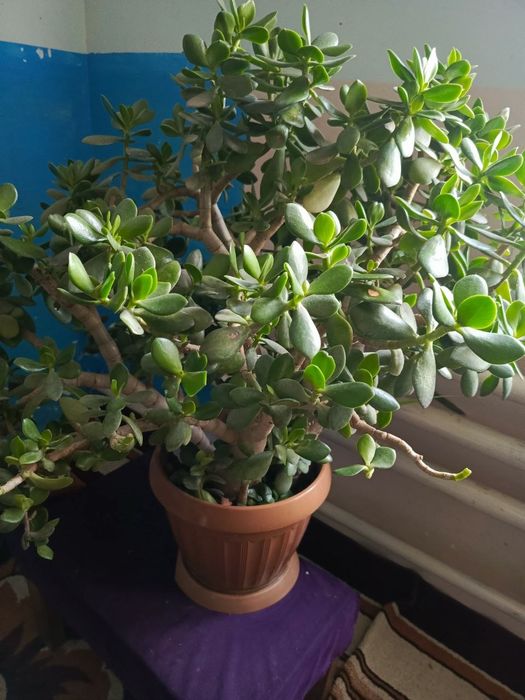 Dollar gul, Доллар гул