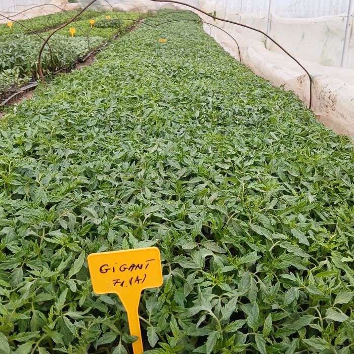 Răsaduri legume foarte frumoase