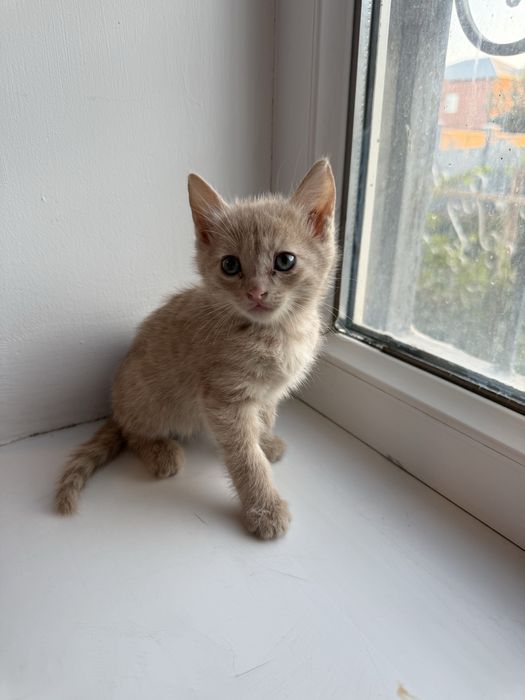 Отдам котят бесплатно