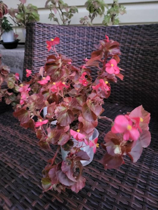 Бегония цветущая