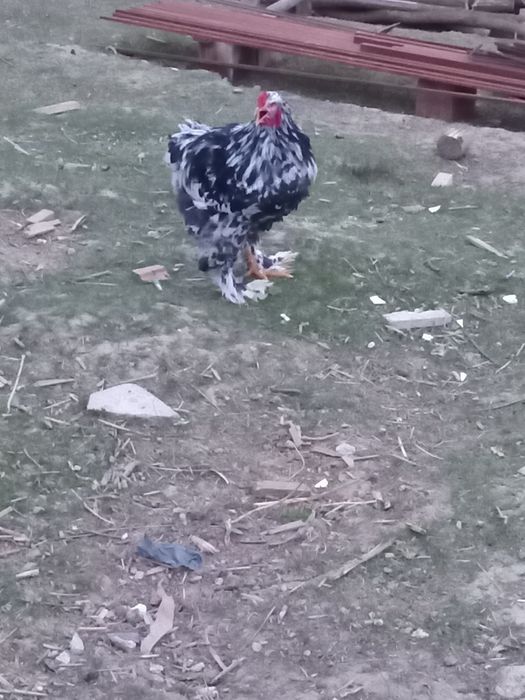 Cocoși  brahma  negru bobat