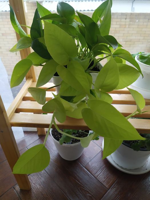 Эпипренум неон черенки