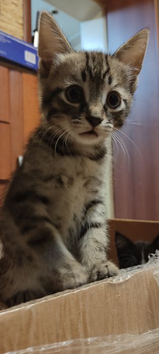 Котята в хорошие руки